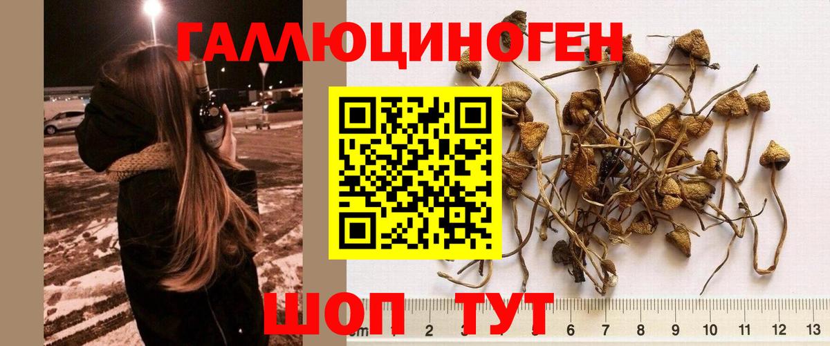 Казань  Псилоцибиновые грибы Cubensis  Вход с VPN 